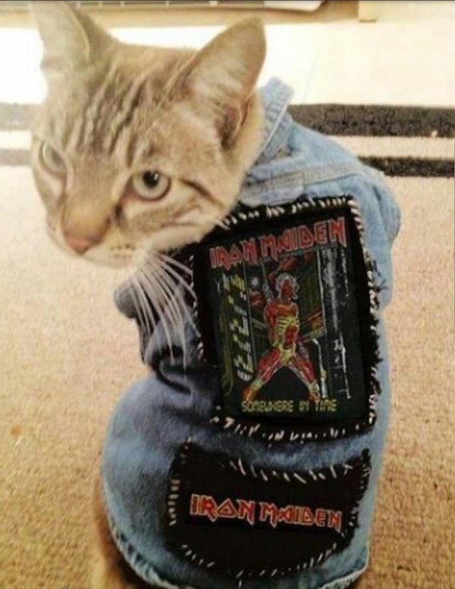 Прикольных котов пост