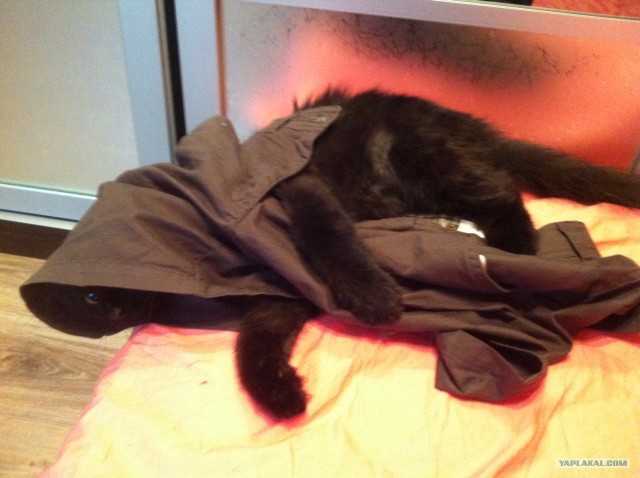 Котовторник 07.08.2012