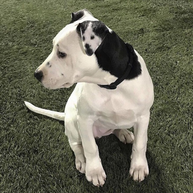 Живность из сети