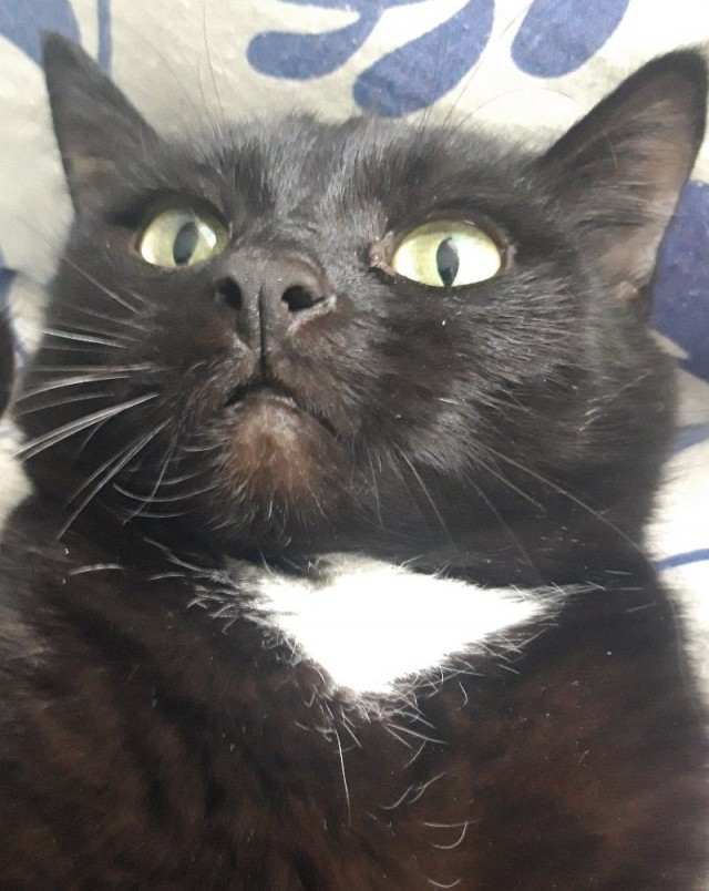 ̶К̶о̶р̶о̶н̶  Котовторник!
