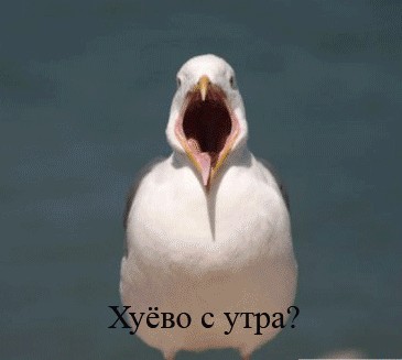 Чайка из Алькатраца