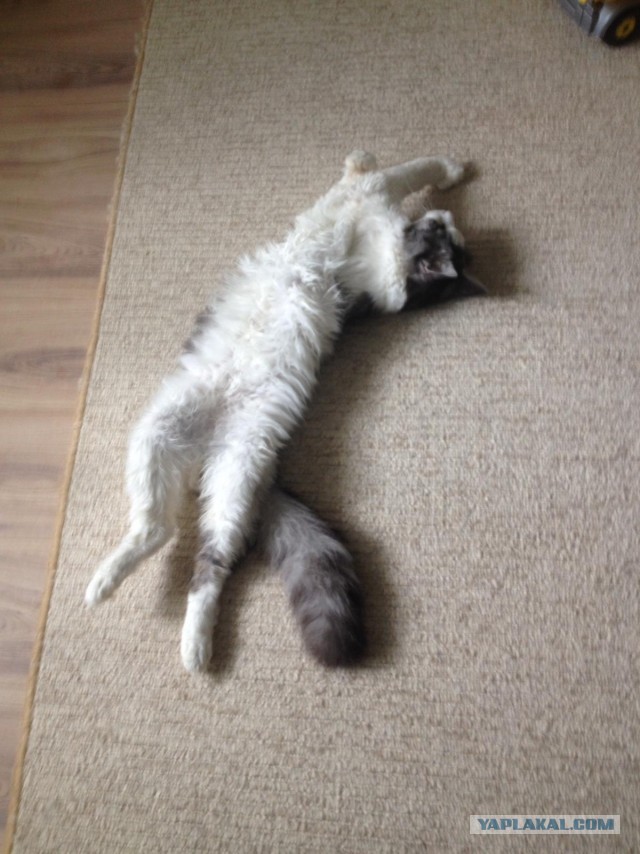 Котовторник 13.10.2020
