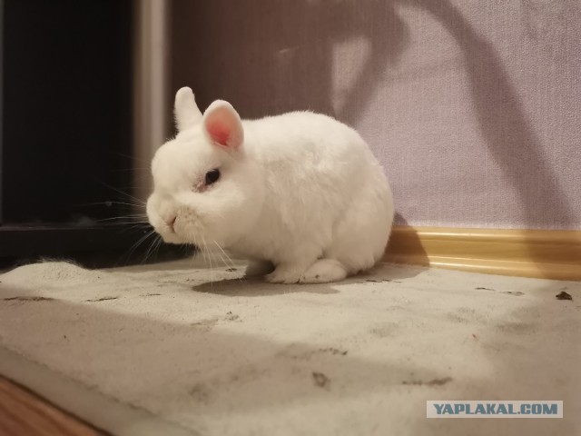 Хомячковский пост
