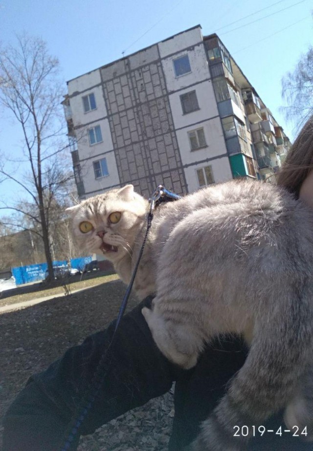 Подборка забавной живности