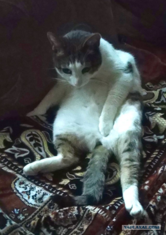 В завершение котовторника.