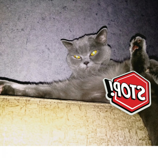 Котовторнику быть!