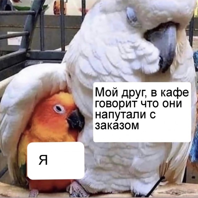 Весёлый полтишок 29.03