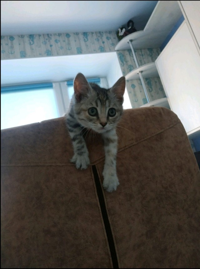 Котовторник!