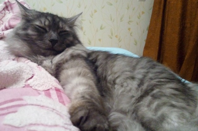 Вторник. Кото-вторник...