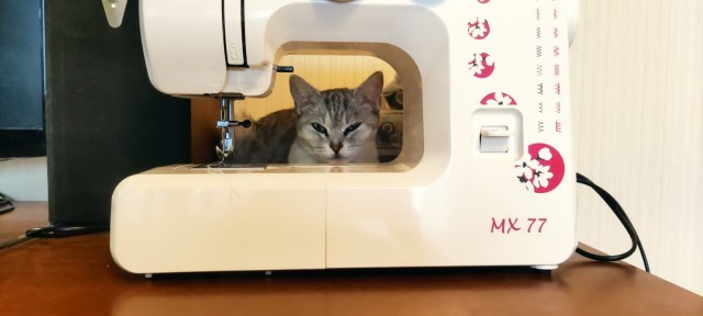 Котовторник 28.09.21