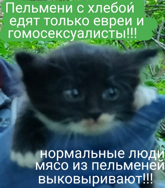 Можно ли есть пельмени с хлебом?