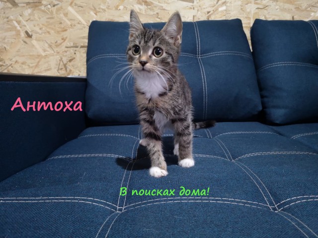 Жизнь домашнего приюта "Котоленд" 309
