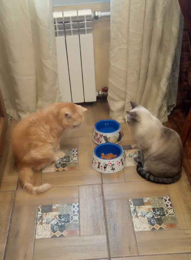Котовторник