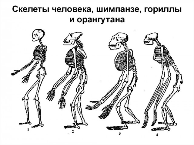 Таблица сравнительная характеристика скелета человека и гориллы Слава Богу, я - атеист - ЯПлакалъ