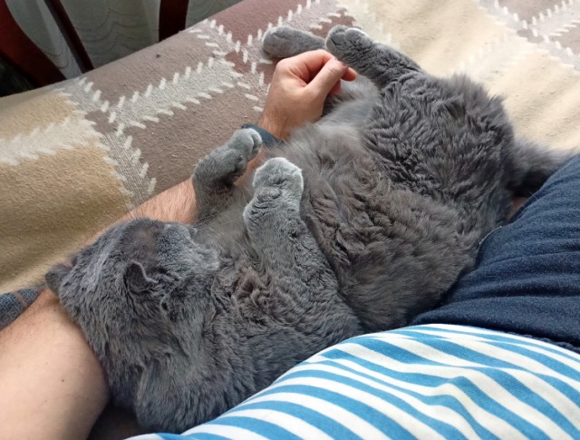 А как спит ваш кошачий?