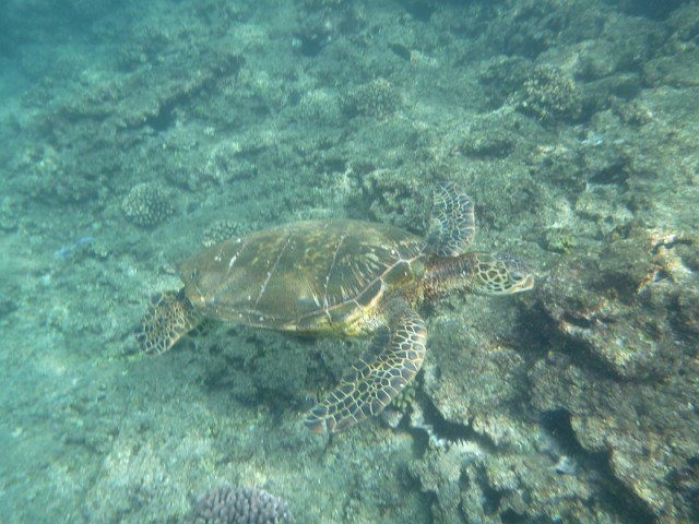 Деревенская Америка