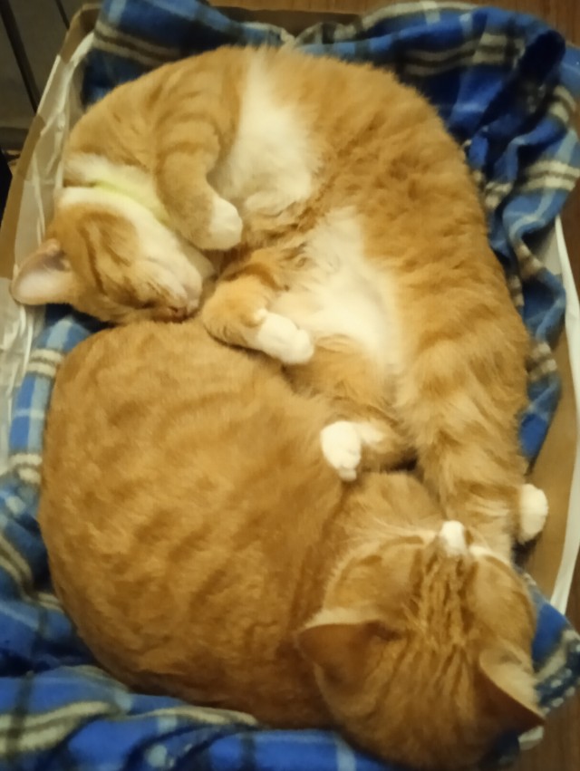 Потерявшийся кот