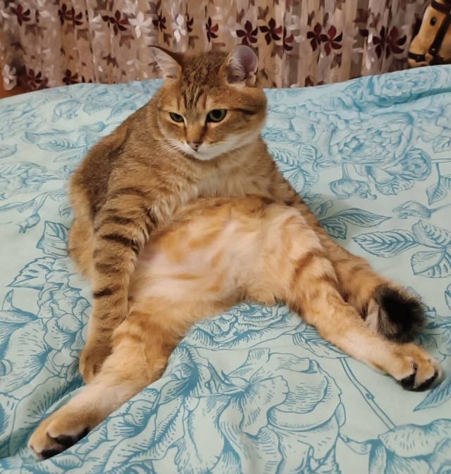 Кот pinky