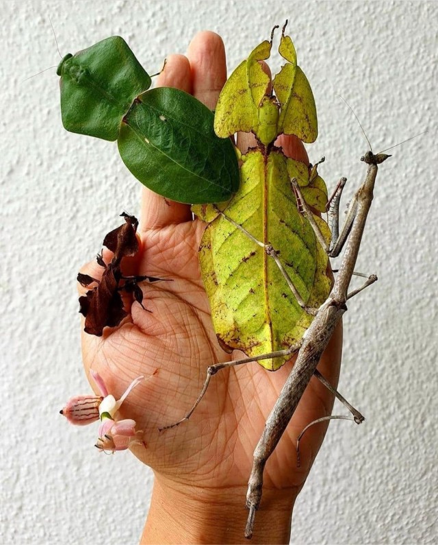 И что же там, под корой?