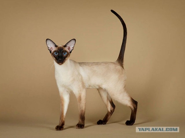Котонянька
