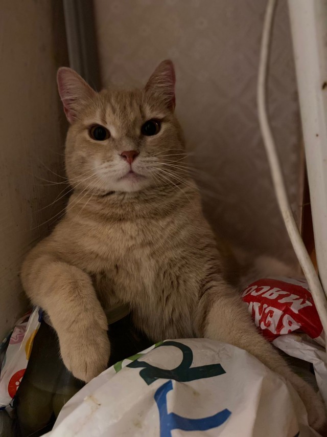 Коток.
