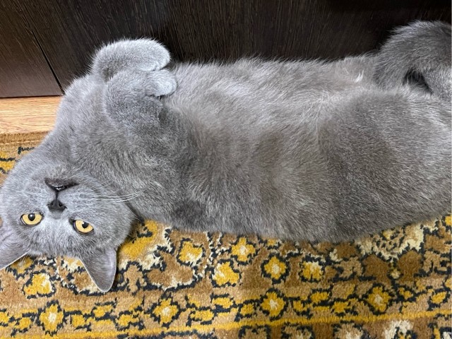 Котовторник