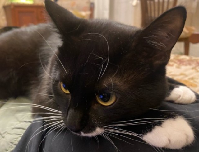 Котофторниг