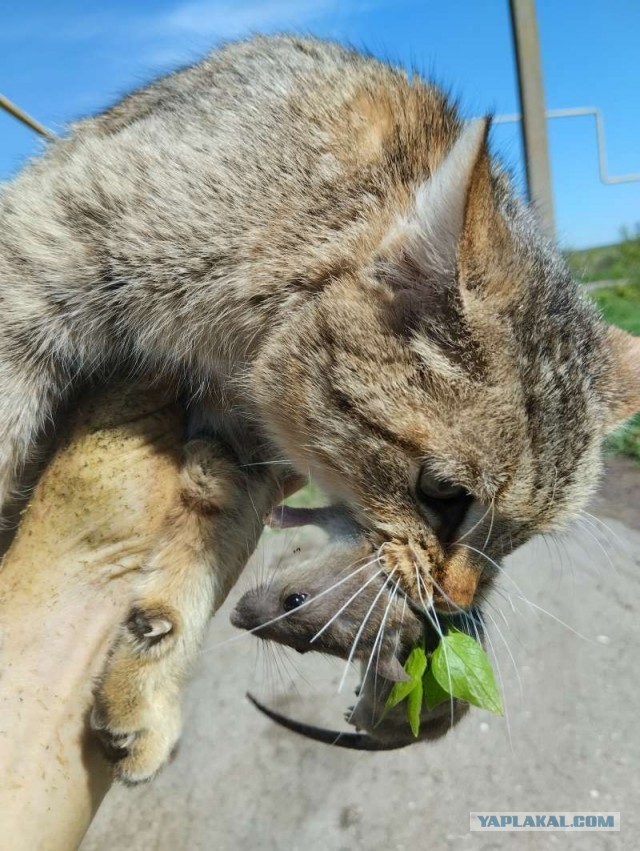 Где коты свернули не туда?