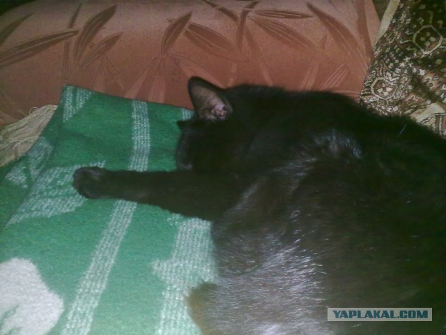 Котовторник 09.04.2013
