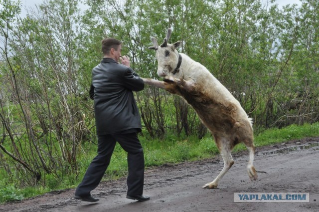 Оленевод Гаврила и 100 грамм водки