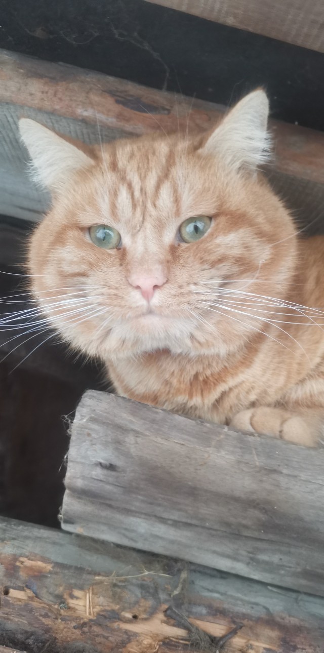 Красота диких кошек
