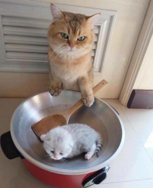 Кошачьи выкрутасы
