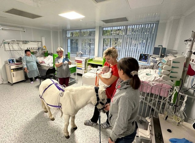 В московских хосписах взрослые и дети чаще стали видеть необычного терапевта. Его зовут Дитрих и он — пони