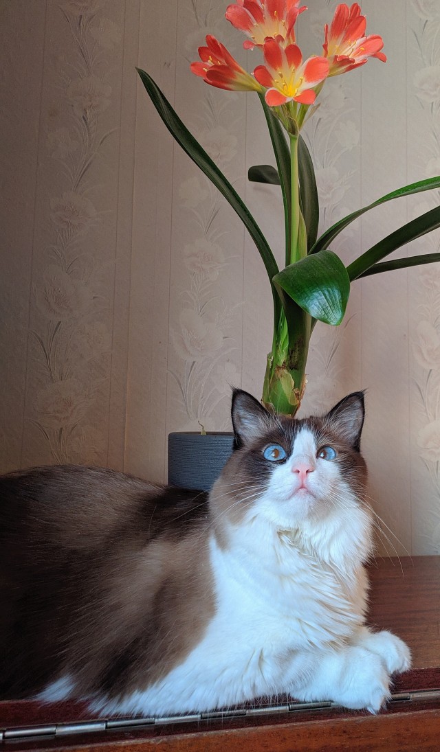 С котовторником ЯПовцы