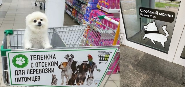 Котаны в магазинах Нью-Йорка