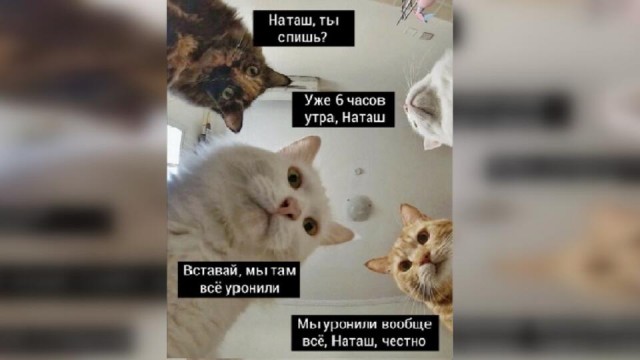 Околоайтишные мемчики