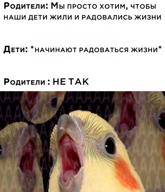 Весёлый полтишок 20.02.24