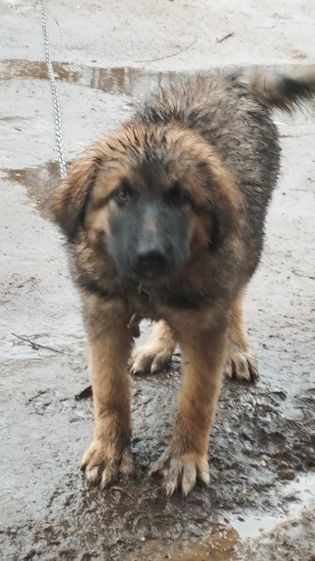 Собакочетверг