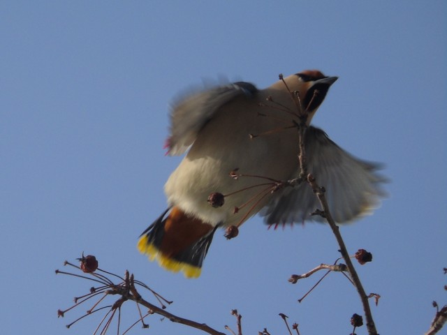 Свиристели, свиристели... пообедать прилетели!