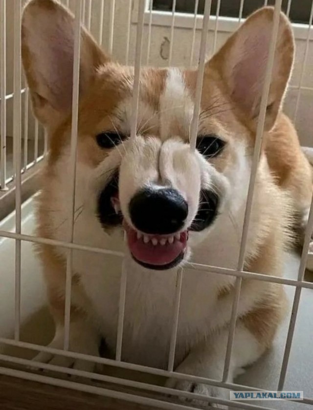 ФотоВинегрет