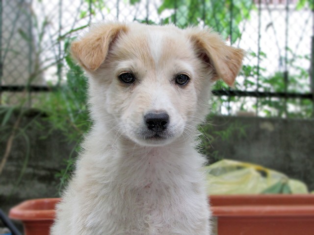 Будка своими руками.