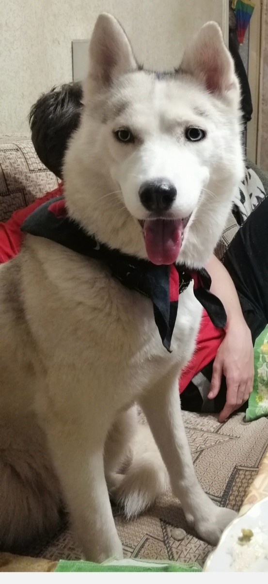 Любимый собакочетверг!