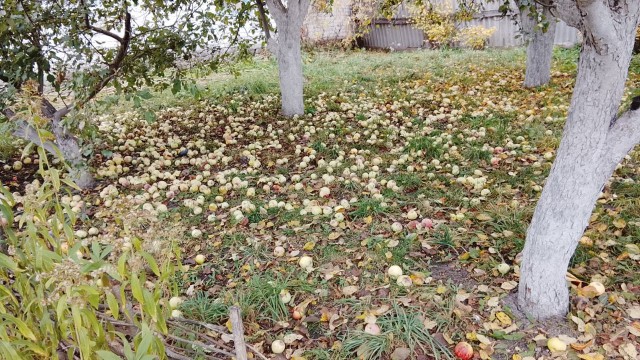 Веселая ферма: Катька