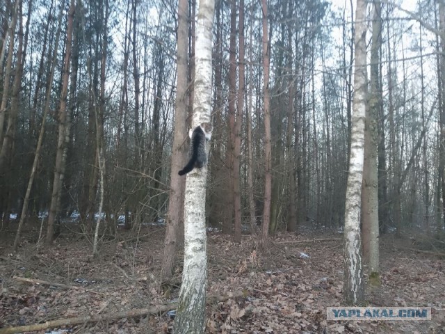 Жизнь домашнего приюта для котеек 574