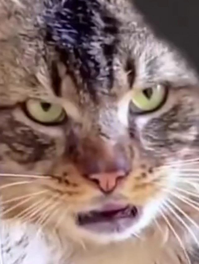 Гангста коты