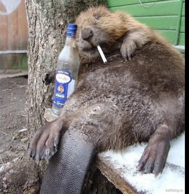 Не повезло