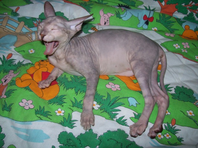 К-котовторник