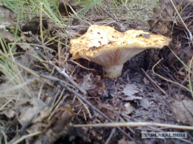 Выбрались за грибами.