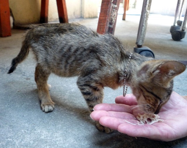 Котовторник 17.09.2013