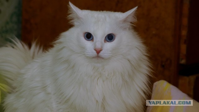 Про спасенных котеек